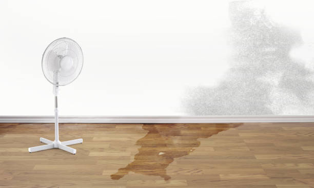 Best Basement water damage restoration  in White Oak, OH